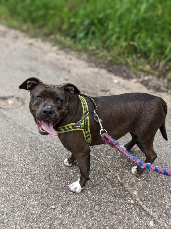 Mila, simil Pitbull 5 anni – taglia media, dolcissima Foto 2